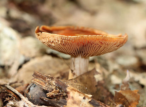 Mushroom - Cortinarius sp. Habitat: Mixed forest
https://www.jungledragon.com/image/111608/mushroom_-_cortinarius_sp.html
https://www.jungledragon.com/image/111607/mushroom_-_cortinarius_sp.html Cortinarius,Geotagged,Summer,United States,fungus,mushroom
