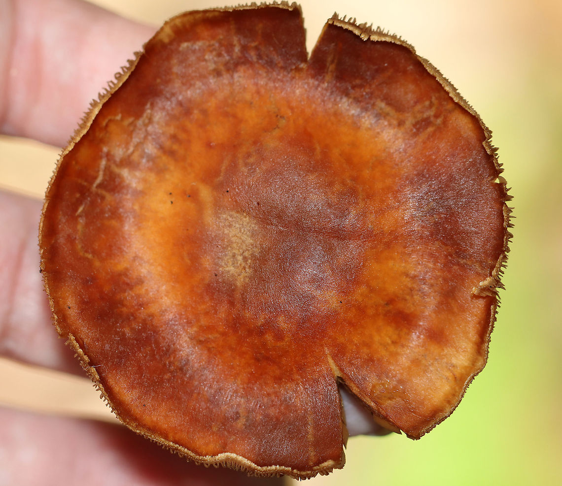 Mushroom - Cortinarius sp. Habitat: Mixed forest<br />
<figure class="photo"><a href="https://www.jungledragon.com/image/111606/mushroom_-_cortinarius_sp.html" title="Mushroom - Cortinarius sp."><img src="https://s3.amazonaws.com/media.jungledragon.com/images/3232/111606_thumb.jpg?AWSAccessKeyId=05GMT0V3GWVNE7GGM1R2&Expires=1759968010&Signature=hkJIvJ1%2FY8bL4sUwJySZocP27wI%3D" width="200" height="148" alt="Mushroom - Cortinarius sp. Habitat: Mixed forest<br />
https://www.jungledragon.com/image/111608/mushroom_-_cortinarius_sp.html<br />
https://www.jungledragon.com/image/111607/mushroom_-_cortinarius_sp.html Cortinarius,Geotagged,Summer,United States,fungus,mushroom" /></a></figure><br />
<figure class="photo"><a href="https://www.jungledragon.com/image/111608/mushroom_-_cortinarius_sp.html" title="Mushroom - Cortinarius sp."><img src="https://s3.amazonaws.com/media.jungledragon.com/images/3232/111608_thumb.jpg?AWSAccessKeyId=05GMT0V3GWVNE7GGM1R2&Expires=1759968010&Signature=A519lp3IPwYDOoTlr5BvOP3dzQo%3D" width="200" height="156" alt="Mushroom - Cortinarius sp. Habitat: Mixed forest<br />
https://www.jungledragon.com/image/111606/mushroom_-_cortinarius_sp.html<br />
https://www.jungledragon.com/image/111607/mushroom_-_cortinarius_sp.html Geotagged,Summer,United States" /></a></figure> Geotagged,Summer,United States