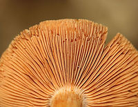 Mushroom - Cortinarius sp. Habitat: Mixed forest<br />
https://www.jungledragon.com/image/111606/mushroom_-_cortinarius_sp.html<br />
https://www.jungledragon.com/image/111607/mushroom_-_cortinarius_sp.html Geotagged,Summer,United States