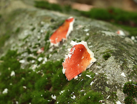Russula Leftovers Looks like someone enjoyed a snack.

 Geotagged,Russula,Summer,United States,fungus,mushroom,signs of wildlife