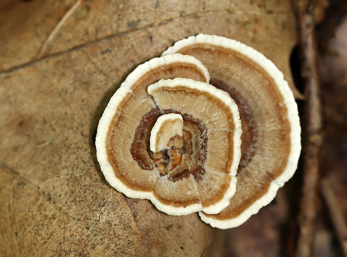 Trametes sp. Growing on rotting hardwood<br />
<figure class="photo"><a href="https://www.jungledragon.com/image/111611/trametes_sp.html" title="Trametes sp."><img src="https://s3.amazonaws.com/media.jungledragon.com/images/3232/111611_thumb.jpg?AWSAccessKeyId=05GMT0V3GWVNE7GGM1R2&Expires=1759968010&Signature=oBsNUcGCNyDInnR6UeKrNhx2tUI%3D" width="200" height="162" alt="Trametes sp. Growing on rotting hardwood<br />
https://www.jungledragon.com/image/111610/trametes_sp.html Geotagged,Summer,United States" /></a></figure> Geotagged,Summer,United States,fungus,mushroom,trametes