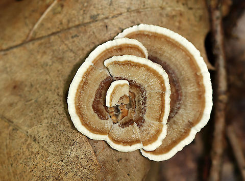 Trametes sp. Growing on rotting hardwood
https://www.jungledragon.com/image/111611/trametes_sp.html Geotagged,Summer,United States,fungus,mushroom,trametes