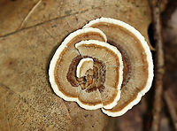 Trametes sp. Growing on rotting hardwood<br />
https://www.jungledragon.com/image/111611/trametes_sp.html Geotagged,Summer,United States,fungus,mushroom,trametes