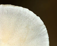 Trametes sp. Growing on rotting hardwood<br />
https://www.jungledragon.com/image/111610/trametes_sp.html Geotagged,Summer,United States