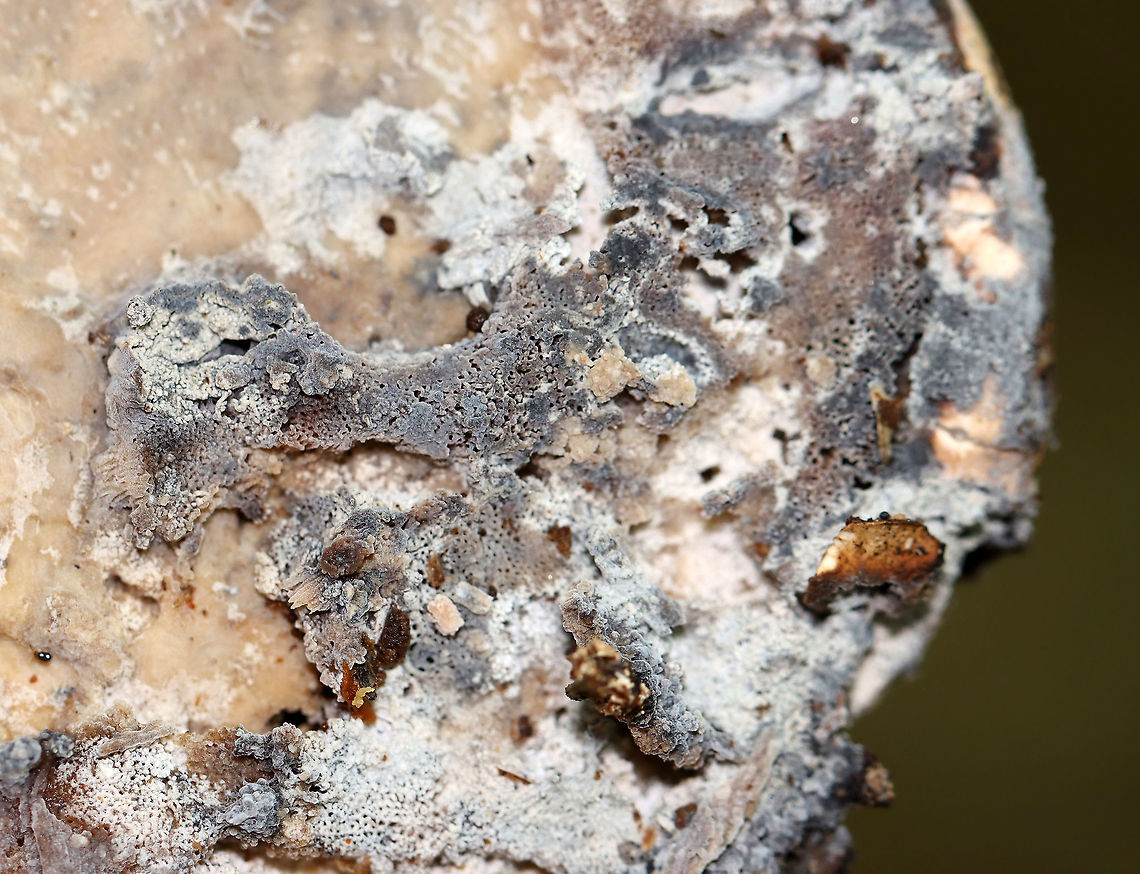 Moldy Birch Polypore - Fomitopsis betulina The pore surface was covered in mold. It was so pretty.<br />
<br />
Habitat: Rotting birch<br />
<figure class="photo"><a href="https://www.jungledragon.com/image/111613/moldy_birch_polypore_-_fomitopsis_betulina.html" title="Moldy Birch Polypore - Fomitopsis betulina"><img src="https://s3.amazonaws.com/media.jungledragon.com/images/3232/111613_thumb.jpg?AWSAccessKeyId=05GMT0V3GWVNE7GGM1R2&Expires=1759968010&Signature=PtNxC3OfpDRY5V9QxtsvHjzef3k%3D" width="200" height="140" alt="Moldy Birch Polypore - Fomitopsis betulina The pore surface was covered in mold. It was so pretty.<br />
<br />
Habitat: Rotting birch<br />
https://www.jungledragon.com/image/111612/moldy_birch_polypore_-_fomitopsis_betulina.html Birch polypore,Fomitopsis betulina,Geotagged,Summer,United States" /></a></figure> Birch polypore,Fomitopsis,Fomitopsis betulina,Geotagged,Summer,United States,fungus,mold,mushroom,polypore