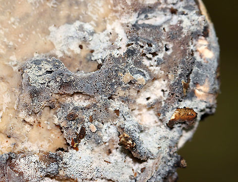 Moldy Birch Polypore - Fomitopsis betulina The pore surface was covered in mold. It was so pretty.

Habitat: Rotting birch
https://www.jungledragon.com/image/111613/moldy_birch_polypore_-_fomitopsis_betulina.html Birch polypore,Fomitopsis,Fomitopsis betulina,Geotagged,Summer,United States,fungus,mold,mushroom,polypore