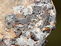 Moldy Birch Polypore - Fomitopsis betulina The pore surface was covered in mold. It was so pretty.<br />
<br />
Habitat: Rotting birch<br />
https://www.jungledragon.com/image/111613/moldy_birch_polypore_-_fomitopsis_betulina.html Birch polypore,Fomitopsis,Fomitopsis betulina,Geotagged,Summer,United States,fungus,mold,mushroom,polypore