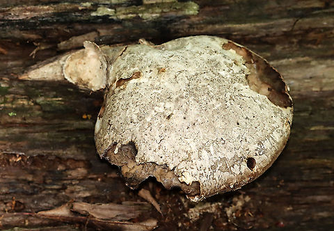 Moldy Birch Polypore - Fomitopsis betulina The pore surface was covered in mold. It was so pretty.

Habitat: Rotting birch
https://www.jungledragon.com/image/111612/moldy_birch_polypore_-_fomitopsis_betulina.html Birch polypore,Fomitopsis betulina,Geotagged,Summer,United States