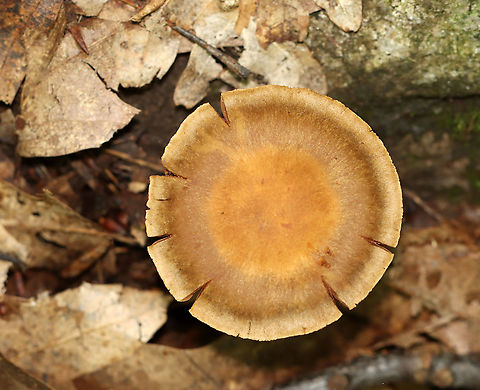 Mushroom - Cortinarius sp. I'm really struggling to ID these corts to species-level.

Habitat: Mostly deciduous forest.
https://www.jungledragon.com/image/111712/mushroom_-_cortinarius_sp.html Geotagged,Summer,United States,cortinarius,fungus,mushroom