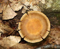 Mushroom - Cortinarius sp. I'm really struggling to ID these corts to species-level.<br />
<br />
Habitat: Mostly deciduous forest.<br />
https://www.jungledragon.com/image/111712/mushroom_-_cortinarius_sp.html Geotagged,Summer,United States,cortinarius,fungus,mushroom