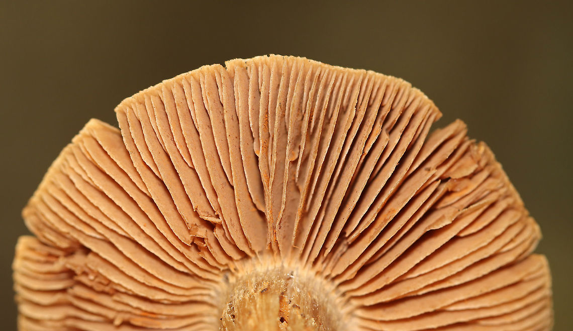 Mushroom - Cortinarius sp. I&#039;m really struggling to ID these corts to species-level.<br />
<br />
Habitat: Mostly deciduous forest.<br />
<figure class="photo"><a href="https://www.jungledragon.com/image/111711/mushroom_-_cortinarius_sp.html" title="Mushroom - Cortinarius sp."><img src="https://s3.amazonaws.com/media.jungledragon.com/images/3232/111711_thumb.jpg?AWSAccessKeyId=05GMT0V3GWVNE7GGM1R2&Expires=1759968010&Signature=qeWBvl%2FdZv9yL47oxTeqn818r70%3D" width="200" height="164" alt="Mushroom - Cortinarius sp. I&#039;m really struggling to ID these corts to species-level.<br />
<br />
Habitat: Mostly deciduous forest.<br />
https://www.jungledragon.com/image/111712/mushroom_-_cortinarius_sp.html Geotagged,Summer,United States,cortinarius,fungus,mushroom" /></a></figure> Geotagged,Summer,United States