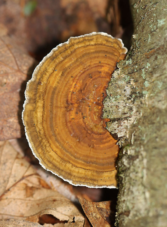 Thin Walled Maze Polypore - Daedaleopsis confragosa Habitat: Rotting birch; deciduous forest Daedaleopsis,Daedaleopsis confragosa,Geotagged,Summer,Thin walled maze polypore,United States,polypore