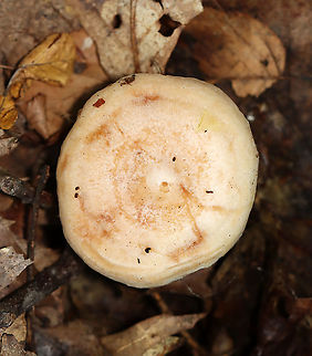 Yellow-staining Milkcap - Lactarius vinaceorufescens The cap was convex with an inrolled margin. Color was pinkish tan. The gills oozed milk, which was initially white, but turned yellow within a few seconds on exposure to air.

Habitat: Deciduous forest
https://www.jungledragon.com/image/111715/yellow-staining_milkcap_-_lactarius_vinaceorufescens.html Geotagged,Lactarius vinaceorufescens,Summer,United States,Yellow-staining milkcap,fungus,lactarius,mushroom