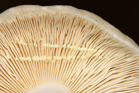 Yellow-staining Milkcap - Lactarius vinaceorufescens The cap was convex with an inrolled margin. Color was pinkish tan. The gills oozed milk, which was initially white, but turned yellow within a few seconds on exposure to air.

Habitat: Deciduous forest
https://www.jungledragon.com/image/111714/yellow-staining_milkcap_-_lactarius_vinaceorufescens.html Geotagged,Lactarius vinaceorufescens,Summer,United States,Yellow-staining milkcap