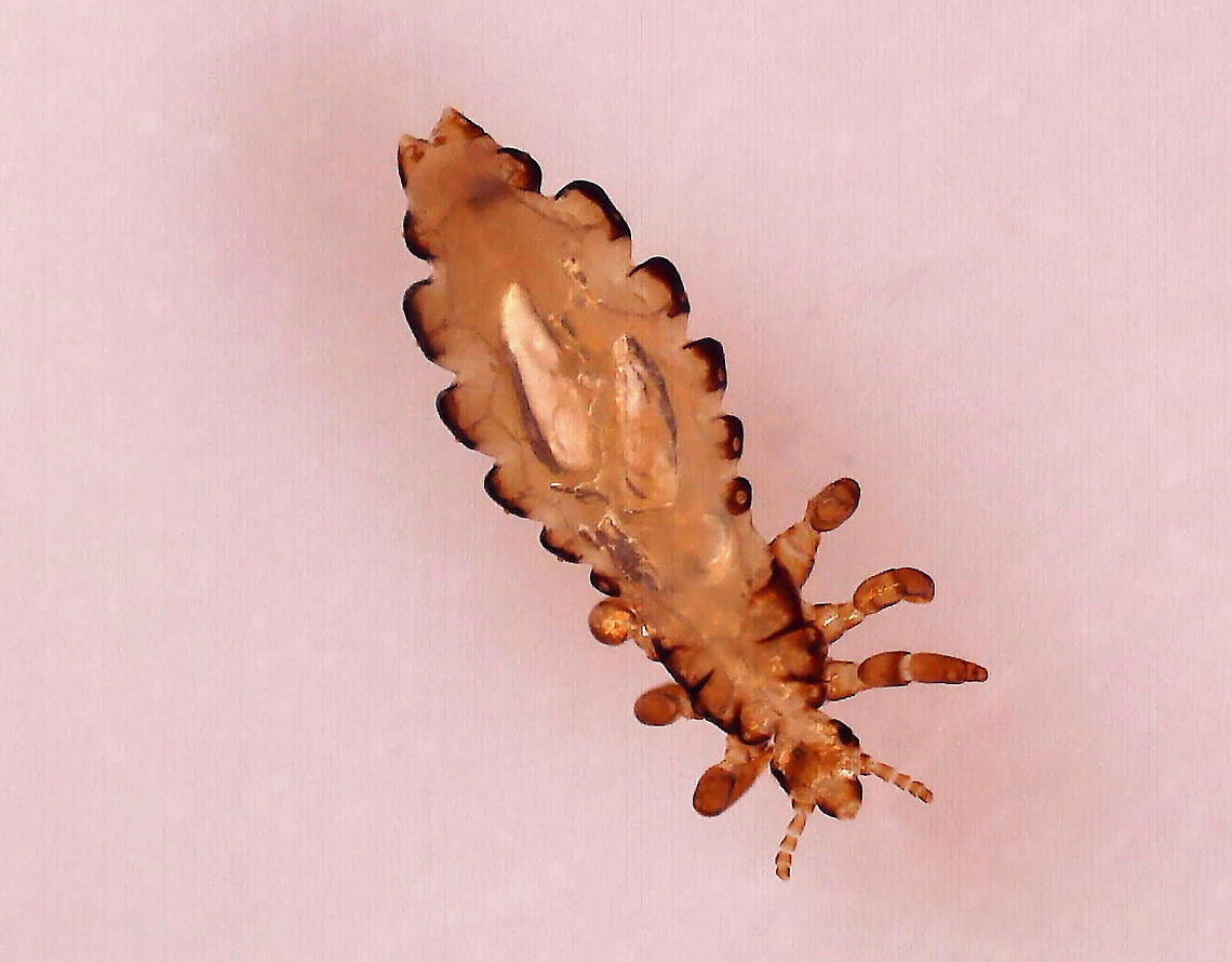 Human Body Louse - Pediculus humanus humanus The body louse is one of three types of lice that infest humans. The other two are the head louse and the pubic louse. They can transmit pathogens that cause human diseases, such as epidemic typhus. <br />
<br />
*Whole mount slide<br />
<figure class="photo"><a href="https://www.jungledragon.com/image/111775/human_body_louse_-_pediculus_humanus_humanus.html" title="Human Body Louse - Pediculus humanus humanus"><img src="https://s3.amazonaws.com/media.jungledragon.com/images/3232/111775_thumb.jpg?AWSAccessKeyId=05GMT0V3GWVNE7GGM1R2&Expires=1767225610&Signature=TBCEwIsG4wNcLxZrzY9mk59lSIQ%3D" width="200" height="166" alt="Human Body Louse - Pediculus humanus humanus The body louse is one of three types of lice that infest humans. The other two are the head louse and the pubic louse. They can transmit pathogens that cause human diseases, such as epidemic typhus.<br />
<br />
*Whole mount slide<br />
https://www.jungledragon.com/image/111771/human_body_louse_-_pediculus_humanus_humanus.html Geotagged,Pediculus humanus,United States" /></a></figure> Geotagged,Pediculus,Pediculus humanus,Pediculus humanus humanus,United States,ectoparasite,hematophagic ectoparasite,lice,louse