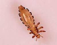 Human Body Louse - Pediculus humanus humanus The body louse is one of three types of lice that infest humans. The other two are the head louse and the pubic louse. They can transmit pathogens that cause human diseases, such as epidemic typhus. <br />
<br />
*Whole mount slide<br />
https://www.jungledragon.com/image/111775/human_body_louse_-_pediculus_humanus_humanus.html Geotagged,Pediculus,Pediculus humanus,Pediculus humanus humanus,United States,ectoparasite,hematophagic ectoparasite,lice,louse