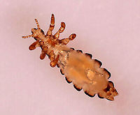 Human Body Louse - Pediculus humanus humanus The body louse is one of three types of lice that infest humans. The other two are the head louse and the pubic louse. They can transmit pathogens that cause human diseases, such as epidemic typhus.<br />
<br />
*Whole mount slide<br />
https://www.jungledragon.com/image/111771/human_body_louse_-_pediculus_humanus_humanus.html Geotagged,Pediculus humanus,United States