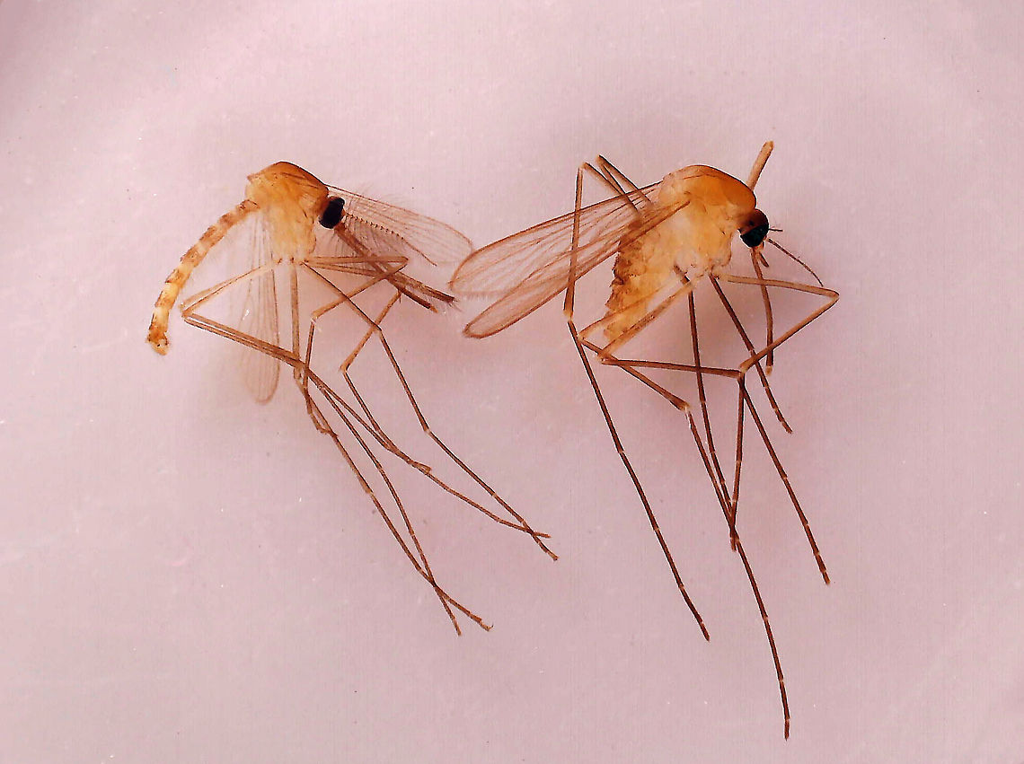 Common House Mosquito (Male and Female L-R) - Culex pipiens The male is on the left, female is on the right.<br />
<br />
*Whole mount slide Common House Mosquito,Culex,Culex pipiens,Geotagged,United States,mosquito