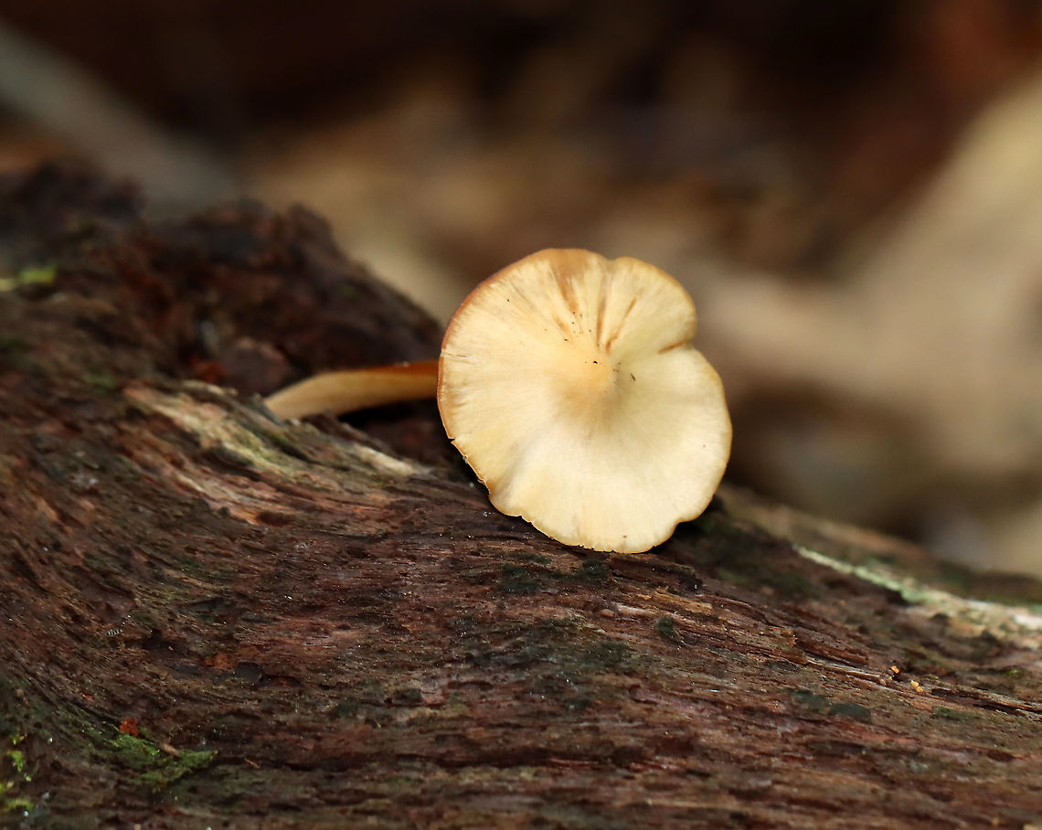 Gilled Mushroom - Family Entolomataceae Growing on the ground in a mostly deciduous forest. The base of the stipe had fuzzy, white mold(?) on it.<br />
<figure class="photo"><a href="https://www.jungledragon.com/image/111890/gilled_mushroom_-_family_entolomataceae.html" title="Gilled Mushroom - Family Entolomataceae"><img src="https://s3.amazonaws.com/media.jungledragon.com/images/3232/111890_thumb.jpg?AWSAccessKeyId=05GMT0V3GWVNE7GGM1R2&Expires=1759968010&Signature=elWxip%2BXPgK6kBOahBTA0fNoPpQ%3D" width="200" height="168" alt="Gilled Mushroom - Family Entolomataceae Growing on the ground in a mostly deciduous forest. The base of the stipe had fuzzy, white mold(?) on it.<br />
https://www.jungledragon.com/image/111888/gilled_mushroom_-_family_entolomataceae.html<br />
https://www.jungledragon.com/image/111889/gilled_mushroom_-_family_entolomataceae.html Geotagged,Summer,United States" /></a></figure><br />
<figure class="photo"><a href="https://www.jungledragon.com/image/111889/gilled_mushroom_-_family_entolomataceae.html" title="Gilled Mushroom - Family Entolomataceae"><img src="https://s3.amazonaws.com/media.jungledragon.com/images/3232/111889_thumb.jpg?AWSAccessKeyId=05GMT0V3GWVNE7GGM1R2&Expires=1759968010&Signature=O9d4MVr3gb9lbK2ZemcUQJfDpEo%3D" width="200" height="150" alt="Gilled Mushroom - Family Entolomataceae Growing on the ground in a mostly deciduous forest. The base of the stipe had fuzzy, white mold(?) on it.<br />
https://www.jungledragon.com/image/111888/gilled_mushroom_-_family_entolomataceae.html<br />
https://www.jungledragon.com/image/111890/gilled_mushroom_-_family_entolomataceae.html Geotagged,Summer,United States" /></a></figure> Entolomataceae,Geotagged,Summer,United States,fungus,mushroom