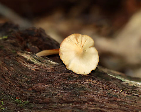 Gilled Mushroom - Family Entolomataceae Growing on the ground in a mostly deciduous forest. The base of the stipe had fuzzy, white mold(?) on it.
https://www.jungledragon.com/image/111890/gilled_mushroom_-_family_entolomataceae.html
https://www.jungledragon.com/image/111889/gilled_mushroom_-_family_entolomataceae.html Entolomataceae,Geotagged,Summer,United States,fungus,mushroom