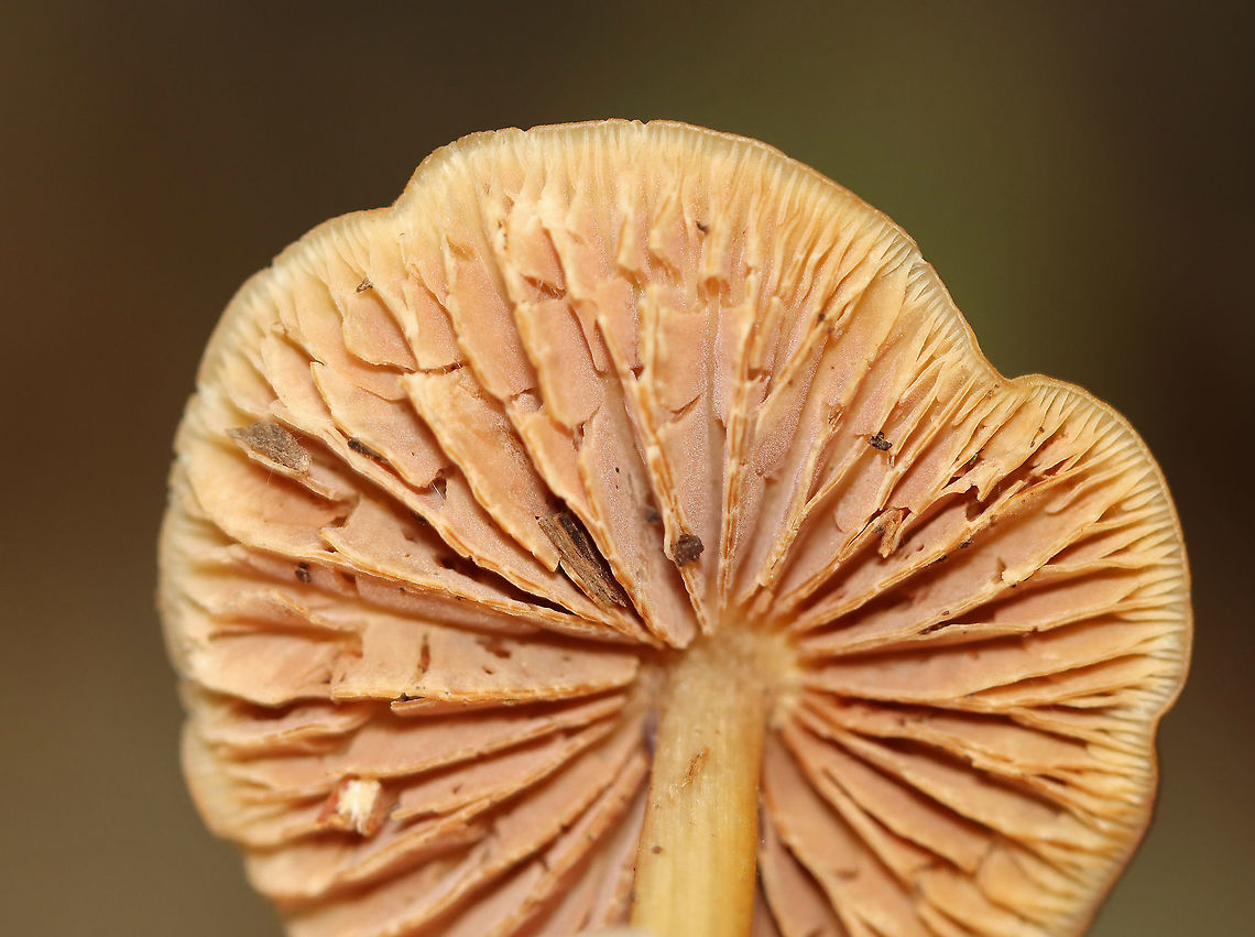 Gilled Mushroom - Family Entolomataceae Growing on the ground in a mostly deciduous forest. The base of the stipe had fuzzy, white mold(?) on it.<br />
<figure class="photo"><a href="https://www.jungledragon.com/image/111888/gilled_mushroom_-_family_entolomataceae.html" title="Gilled Mushroom - Family Entolomataceae"><img src="https://s3.amazonaws.com/media.jungledragon.com/images/3232/111888_thumb.jpg?AWSAccessKeyId=05GMT0V3GWVNE7GGM1R2&Expires=1769040010&Signature=lxJN9jNH5lNlRPlCvIa8GxhVmkU%3D" width="200" height="160" alt="Gilled Mushroom - Family Entolomataceae Growing on the ground in a mostly deciduous forest. The base of the stipe had fuzzy, white mold(?) on it.<br />
https://www.jungledragon.com/image/111890/gilled_mushroom_-_family_entolomataceae.html<br />
https://www.jungledragon.com/image/111889/gilled_mushroom_-_family_entolomataceae.html Entolomataceae,Geotagged,Summer,United States,fungus,mushroom" /></a></figure><br />
<figure class="photo"><a href="https://www.jungledragon.com/image/111890/gilled_mushroom_-_family_entolomataceae.html" title="Gilled Mushroom - Family Entolomataceae"><img src="https://s3.amazonaws.com/media.jungledragon.com/images/3232/111890_thumb.jpg?AWSAccessKeyId=05GMT0V3GWVNE7GGM1R2&Expires=1769040010&Signature=M9i10MaA0L%2FaGQxz5QV0KwWAx8c%3D" width="200" height="168" alt="Gilled Mushroom - Family Entolomataceae Growing on the ground in a mostly deciduous forest. The base of the stipe had fuzzy, white mold(?) on it.<br />
https://www.jungledragon.com/image/111888/gilled_mushroom_-_family_entolomataceae.html<br />
https://www.jungledragon.com/image/111889/gilled_mushroom_-_family_entolomataceae.html Geotagged,Summer,United States" /></a></figure> Geotagged,Summer,United States
