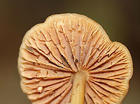 Gilled Mushroom - Family Entolomataceae Growing on the ground in a mostly deciduous forest. The base of the stipe had fuzzy, white mold(?) on it.<br />
https://www.jungledragon.com/image/111888/gilled_mushroom_-_family_entolomataceae.html<br />
https://www.jungledragon.com/image/111890/gilled_mushroom_-_family_entolomataceae.html Geotagged,Summer,United States