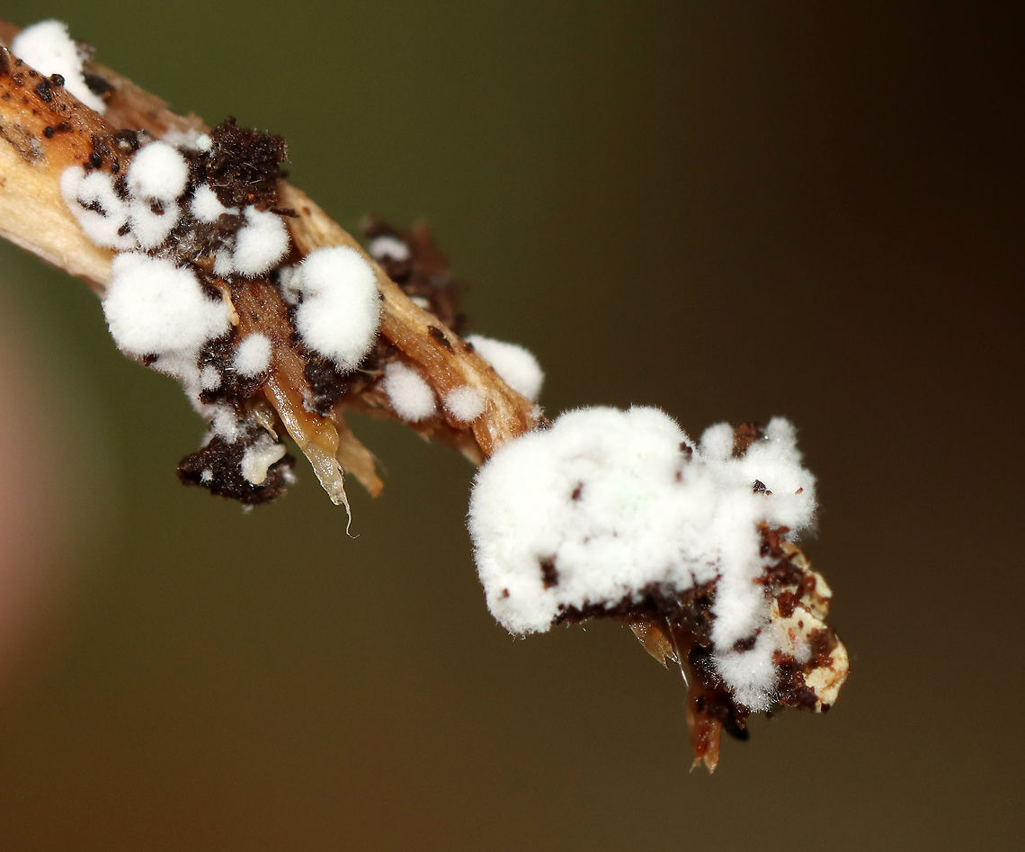 Gilled Mushroom - Family Entolomataceae Growing on the ground in a mostly deciduous forest. The base of the stipe had fuzzy, white mold(?) on it.<br />
<figure class="photo"><a href="https://www.jungledragon.com/image/111888/gilled_mushroom_-_family_entolomataceae.html" title="Gilled Mushroom - Family Entolomataceae"><img src="https://s3.amazonaws.com/media.jungledragon.com/images/3232/111888_thumb.jpg?AWSAccessKeyId=05GMT0V3GWVNE7GGM1R2&Expires=1769040010&Signature=lxJN9jNH5lNlRPlCvIa8GxhVmkU%3D" width="200" height="160" alt="Gilled Mushroom - Family Entolomataceae Growing on the ground in a mostly deciduous forest. The base of the stipe had fuzzy, white mold(?) on it.<br />
https://www.jungledragon.com/image/111890/gilled_mushroom_-_family_entolomataceae.html<br />
https://www.jungledragon.com/image/111889/gilled_mushroom_-_family_entolomataceae.html Entolomataceae,Geotagged,Summer,United States,fungus,mushroom" /></a></figure><br />
<figure class="photo"><a href="https://www.jungledragon.com/image/111889/gilled_mushroom_-_family_entolomataceae.html" title="Gilled Mushroom - Family Entolomataceae"><img src="https://s3.amazonaws.com/media.jungledragon.com/images/3232/111889_thumb.jpg?AWSAccessKeyId=05GMT0V3GWVNE7GGM1R2&Expires=1769040010&Signature=YYONBRuBJWqKPKqxyJEB8HHnQZk%3D" width="200" height="150" alt="Gilled Mushroom - Family Entolomataceae Growing on the ground in a mostly deciduous forest. The base of the stipe had fuzzy, white mold(?) on it.<br />
https://www.jungledragon.com/image/111888/gilled_mushroom_-_family_entolomataceae.html<br />
https://www.jungledragon.com/image/111890/gilled_mushroom_-_family_entolomataceae.html Geotagged,Summer,United States" /></a></figure> Geotagged,Summer,United States
