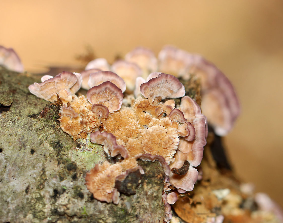 Violet-toothed Polypore - Trichaptum biforme Brackets had a finely hairy upper surface that had white, tan, and lilac zones of color.<br />
<br />
Habitat: Growing on rotting hardwood. Geotagged,Summer,Trichaptum,Trichaptum biforme,United States,Violet-Toothed Polypore,fungus,mushroom,polypore