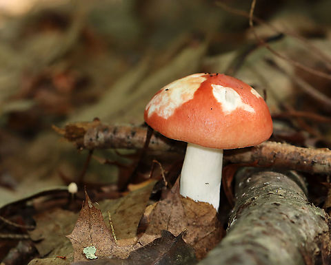 Russula sp. Growing on the ground in a deciduous forest
https://www.jungledragon.com/image/111893/russula_sp.html Geotagged,Russula,Summer,United States,fungus,mushroom