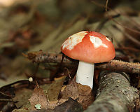 Russula sp. Growing on the ground in a deciduous forest<br />
https://www.jungledragon.com/image/111893/russula_sp.html Geotagged,Russula,Summer,United States,fungus,mushroom