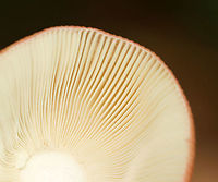 Russula sp. Growing on the ground in a deciduous forest<br />
https://www.jungledragon.com/image/111892/russula_sp.html Geotagged,Summer,United States