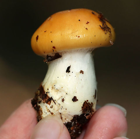 Cortinarius sp. This mushroom was very sticky and had webbing covering the gills.

Habitat: Growing on the ground; deciduous forest
https://www.jungledragon.com/image/111930/cortinarius_sp.html Cortinarius,Geotagged,Summer,United States,fungus,mushroom