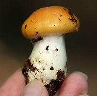 Cortinarius sp. This mushroom was very sticky and had webbing covering the gills.<br />
<br />
Habitat: Growing on the ground; deciduous forest<br />
https://www.jungledragon.com/image/111930/cortinarius_sp.html Cortinarius,Geotagged,Summer,United States,fungus,mushroom