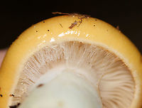 Cortinarius sp. This mushroom was very sticky and had webbing covering the gills.<br />
<br />
Habitat: Growing on the ground; deciduous forest<br />
https://www.jungledragon.com/image/111929/cortinarius_sp.html Geotagged,Summer,United States