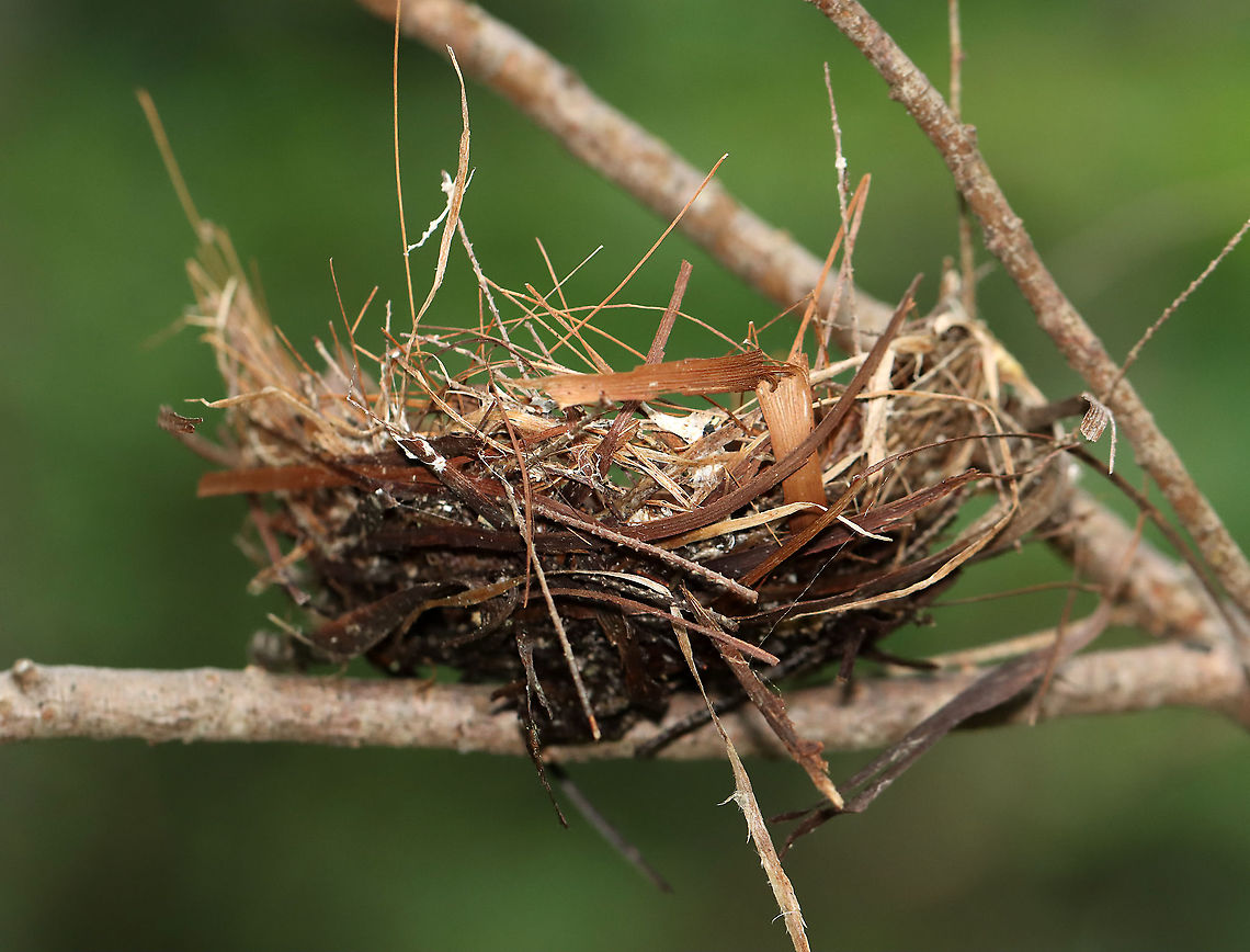 Bird's Nest I found this lovely nest on the ground. It was lined with pine needles and was woven together with grasses, bark, and other plant material.<br />
<br />
Habitat: Mixed forest Geotagged,Summer,United States,bird's nest,nest