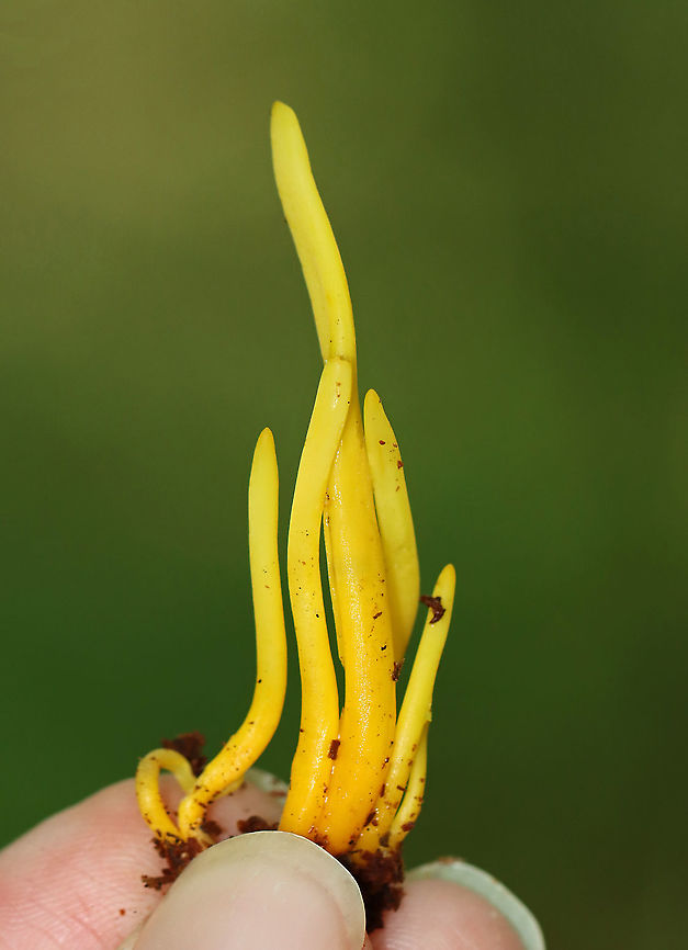 Golden Spindles - Clavulinopsis fusiformis Bright yellow, cylindrical, unbranched fruiting bodies.<br />
<br />
Habitat: Growing in a small cluster on the ground in a mostly deciduous forest. Clavulinopsis,Clavulinopsis fusiformis,Geotagged,Golden spindles,Summer,United States,fungi,mushrooms