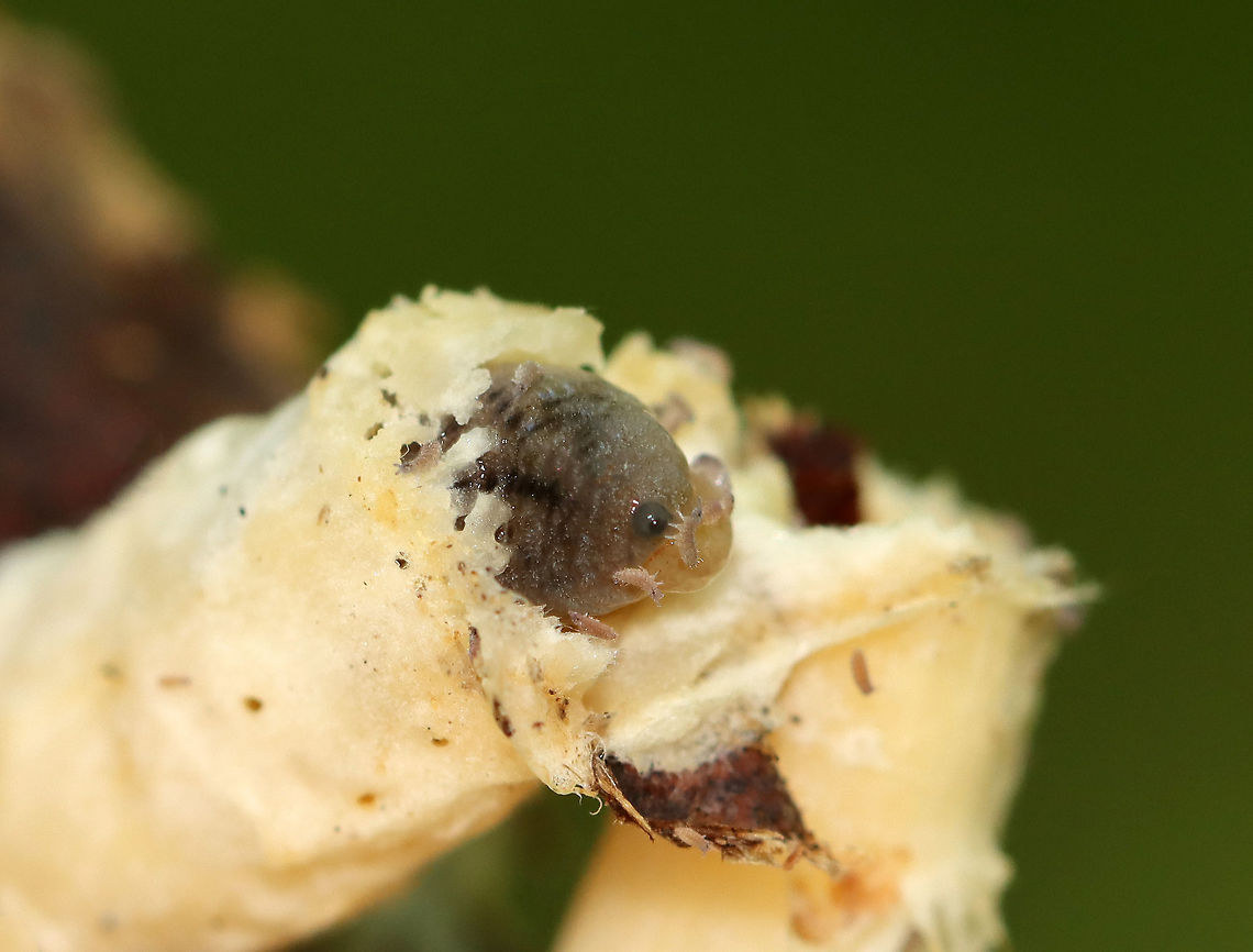 Slug (Philomycus flexuolaris) Covered in Springtails Inside a Mushroom Stem! I broke this mushroom&#039;s stem in half to see if it was hollow and found this slug inside! The slug was covered in springtails.<br />
<br />
Habitat: Infundibulicybe gibba mushroom stem; deciduous forest<br />
<figure class="photo"><a href="https://www.jungledragon.com/image/111945/slug_-_philomycus_flexuolaris.html" title="Slug - Philomycus flexuolaris"><img src="https://s3.amazonaws.com/media.jungledragon.com/images/3232/111945_thumb.jpg?AWSAccessKeyId=05GMT0V3GWVNE7GGM1R2&Expires=1767225610&Signature=O22dBP2b%2FIkPd%2FqSywDD9bCos5Q%3D" width="200" height="146" alt="Slug - Philomycus flexuolaris I broke this mushroom&#039;s stem in half to see if it was hollow and found this slug inside! The slug was covered in springtails.<br />
<br />
Habitat: Infundibulicybe gibba mushroom stem; deciduous forest<br />
https://www.jungledragon.com/image/111944/slug_philomycus_flexuolaris_covered_in_springtails_inside_a_mushroom_stem.html Geotagged,Philomycus,Philomycus flexuolaris,Summer,United States,Winding Mantleslug,slug" /></a></figure> Collembola,Geotagged,Infundibulicybe gibba,Philomycus flexuolaris,Summer,United States,Winding Mantleslug,fungus,mushroom,slug,springtails