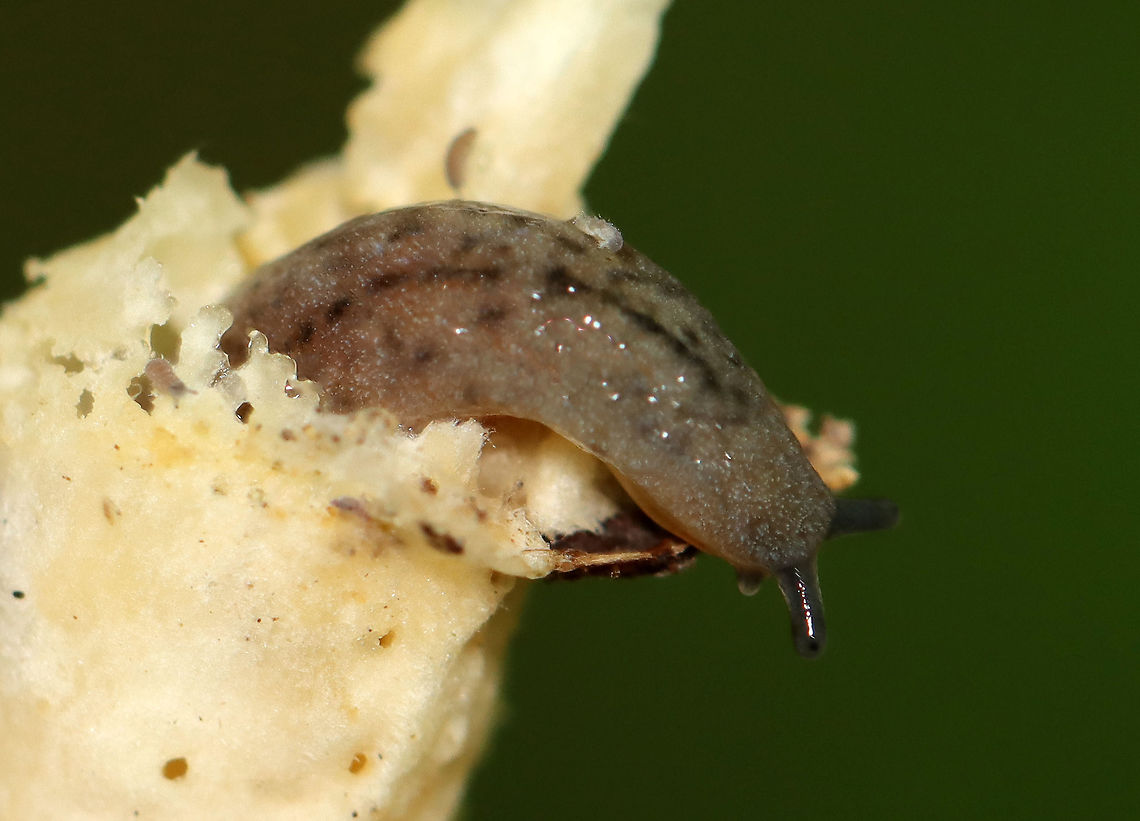 Slug - Philomycus flexuolaris I broke this mushroom&#039;s stem in half to see if it was hollow and found this slug inside! The slug was covered in springtails.<br />
<br />
Habitat: Infundibulicybe gibba mushroom stem; deciduous forest<br />
<figure class="photo"><a href="https://www.jungledragon.com/image/111944/slug_philomycus_flexuolaris_covered_in_springtails_inside_a_mushroom_stem.html" title="Slug (Philomycus flexuolaris) Covered in Springtails Inside a Mushroom Stem!"><img src="https://s3.amazonaws.com/media.jungledragon.com/images/3232/111944_thumb.jpg?AWSAccessKeyId=05GMT0V3GWVNE7GGM1R2&Expires=1759968010&Signature=1NNKRjXShQsCjQI7J2De48Rualo%3D" width="200" height="152" alt="Slug (Philomycus flexuolaris) Covered in Springtails Inside a Mushroom Stem! I broke this mushroom&#039;s stem in half to see if it was hollow and found this slug inside! The slug was covered in springtails.<br />
<br />
Habitat: Infundibulicybe gibba mushroom stem; deciduous forest<br />
https://www.jungledragon.com/image/111945/slug_-_philomycus_flexuolaris.html Collembola,Geotagged,Infundibulicybe gibba,Philomycus flexuolaris,Summer,United States,Winding Mantleslug,fungus,mushroom,slug,springtails" /></a></figure> Geotagged,Philomycus,Philomycus flexuolaris,Summer,United States,Winding Mantleslug,slug