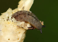 Slug - Philomycus flexuolaris I broke this mushroom's stem in half to see if it was hollow and found this slug inside! The slug was covered in springtails.<br />
<br />
Habitat: Infundibulicybe gibba mushroom stem; deciduous forest<br />
https://www.jungledragon.com/image/111944/slug_philomycus_flexuolaris_covered_in_springtails_inside_a_mushroom_stem.html Geotagged,Philomycus,Philomycus flexuolaris,Summer,United States,Winding Mantleslug,slug