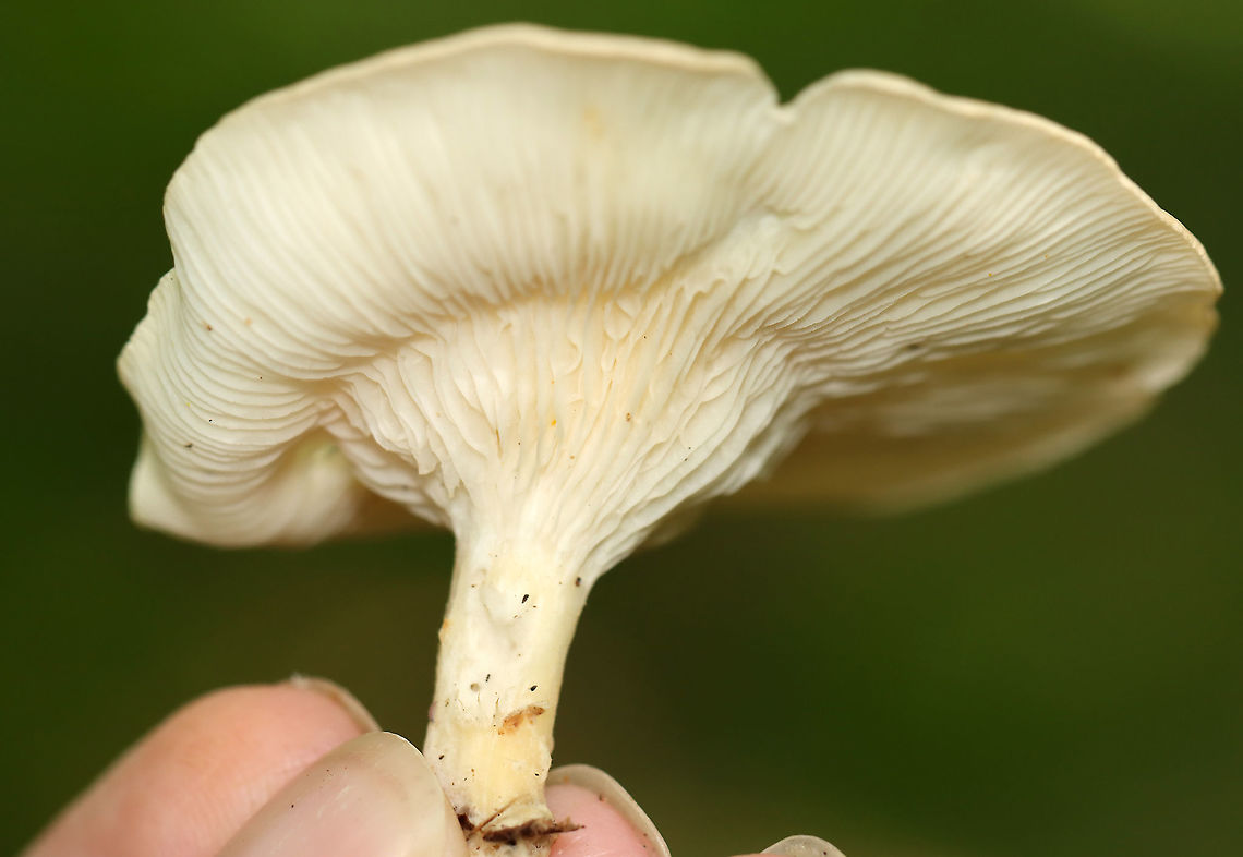 Infundibulicybe gibba Habitat: Deciduous forest Geotagged,Infundibulicybe,Infundibulicybe gibba,Summer,United States,fungus,mushroom