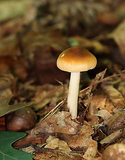 Amanita fulva Amanita with light caramel-colored cap. It had lined margins and some pale spots on the cap. The gills were close with some short gills.

Habitat: Mostly deciduous forest
https://www.jungledragon.com/image/111948/amanita_fulva.html Amanita,Amanita fulva,Geotagged,Summer,United States,fungus,mushroom