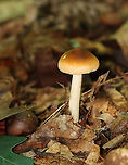 Amanita fulva Amanita with light caramel-colored cap. It had lined margins and some pale spots on the cap. The gills were close with some short gills.<br />
<br />
Habitat: Mostly deciduous forest<br />
https://www.jungledragon.com/image/111948/amanita_fulva.html Amanita,Amanita fulva,Geotagged,Summer,United States,fungus,mushroom