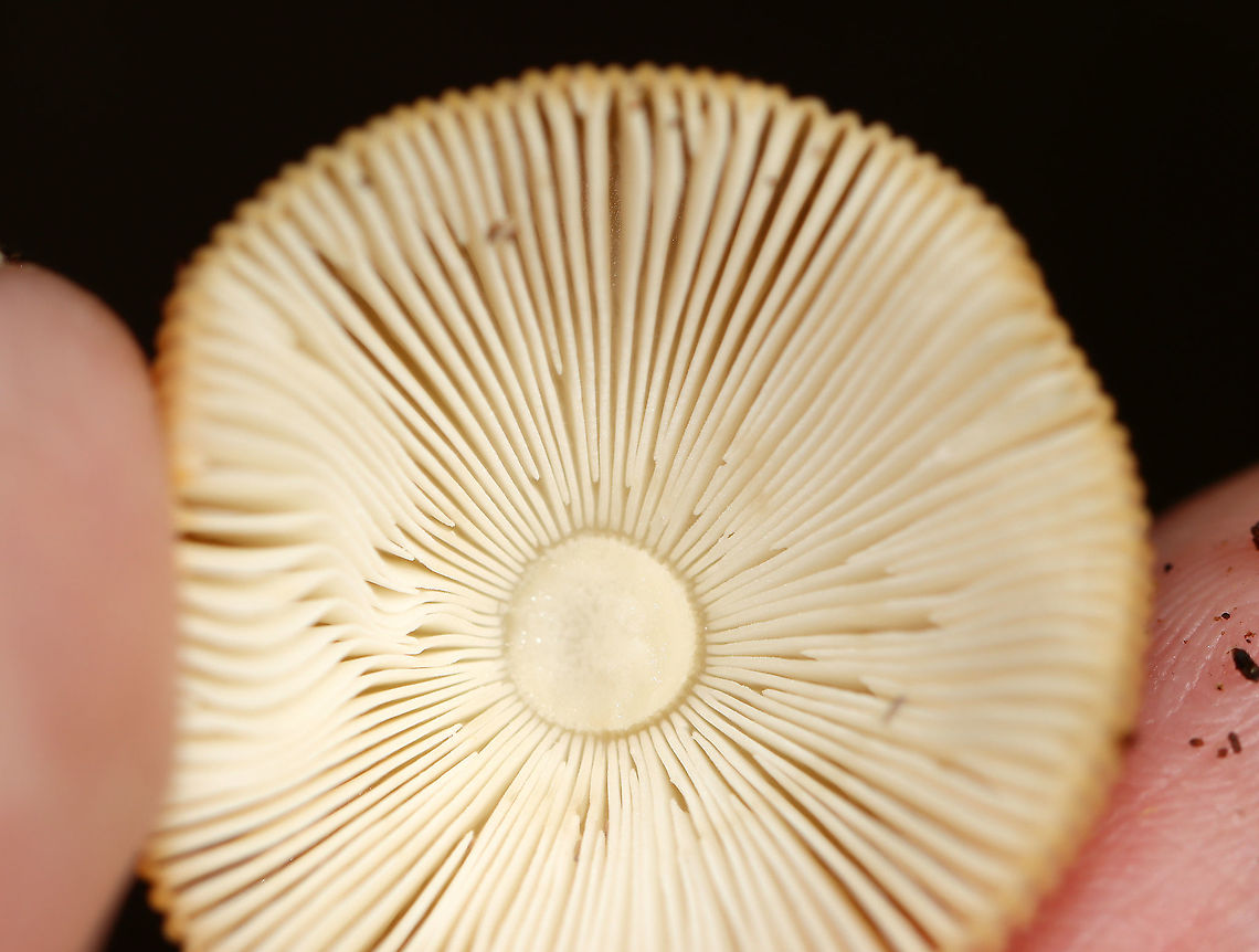 Amanita fulva Amanita with light caramel-colored cap. It had lined margins and some pale spots on the cap. The gills were close with some short gills.<br />
<br />
Habitat: Mostly deciduous forest<br />
<figure class="photo"><a href="https://www.jungledragon.com/image/111947/amanita_fulva.html" title="Amanita fulva"><img src="https://s3.amazonaws.com/media.jungledragon.com/images/3232/111947_thumb.jpg?AWSAccessKeyId=05GMT0V3GWVNE7GGM1R2&Expires=1759968010&Signature=BYDWgeQZx8u0En6ITUJNOHYdU%2FM%3D" width="120" height="152" alt="Amanita fulva Amanita with light caramel-colored cap. It had lined margins and some pale spots on the cap. The gills were close with some short gills.<br />
<br />
Habitat: Mostly deciduous forest<br />
https://www.jungledragon.com/image/111948/amanita_fulva.html Amanita,Amanita fulva,Geotagged,Summer,United States,fungus,mushroom" /></a></figure> Amanita fulva,Geotagged,Summer,United States