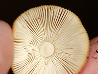 Amanita fulva Amanita with light caramel-colored cap. It had lined margins and some pale spots on the cap. The gills were close with some short gills.<br />
<br />
Habitat: Mostly deciduous forest<br />
https://www.jungledragon.com/image/111947/amanita_fulva.html Amanita fulva,Geotagged,Summer,United States
