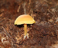 Callistosporium luteo-olivaceum Habitat: Growing in rotting wood; mixed forest<br />
https://www.jungledragon.com/image/111951/pluteus_chrysophlebius.html Callistosporium luteo-olivaceum,Geotagged,Summer,United States,fungus,mushroom
