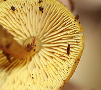 Callistosporium luteo-olivaceum Habitat: Growing in rotting wood; mixed forest<br />
https://www.jungledragon.com/image/111950/pluteus_chrysophlebius.html Callistosporium luteo-olivaceum,Geotagged,Summer,United States