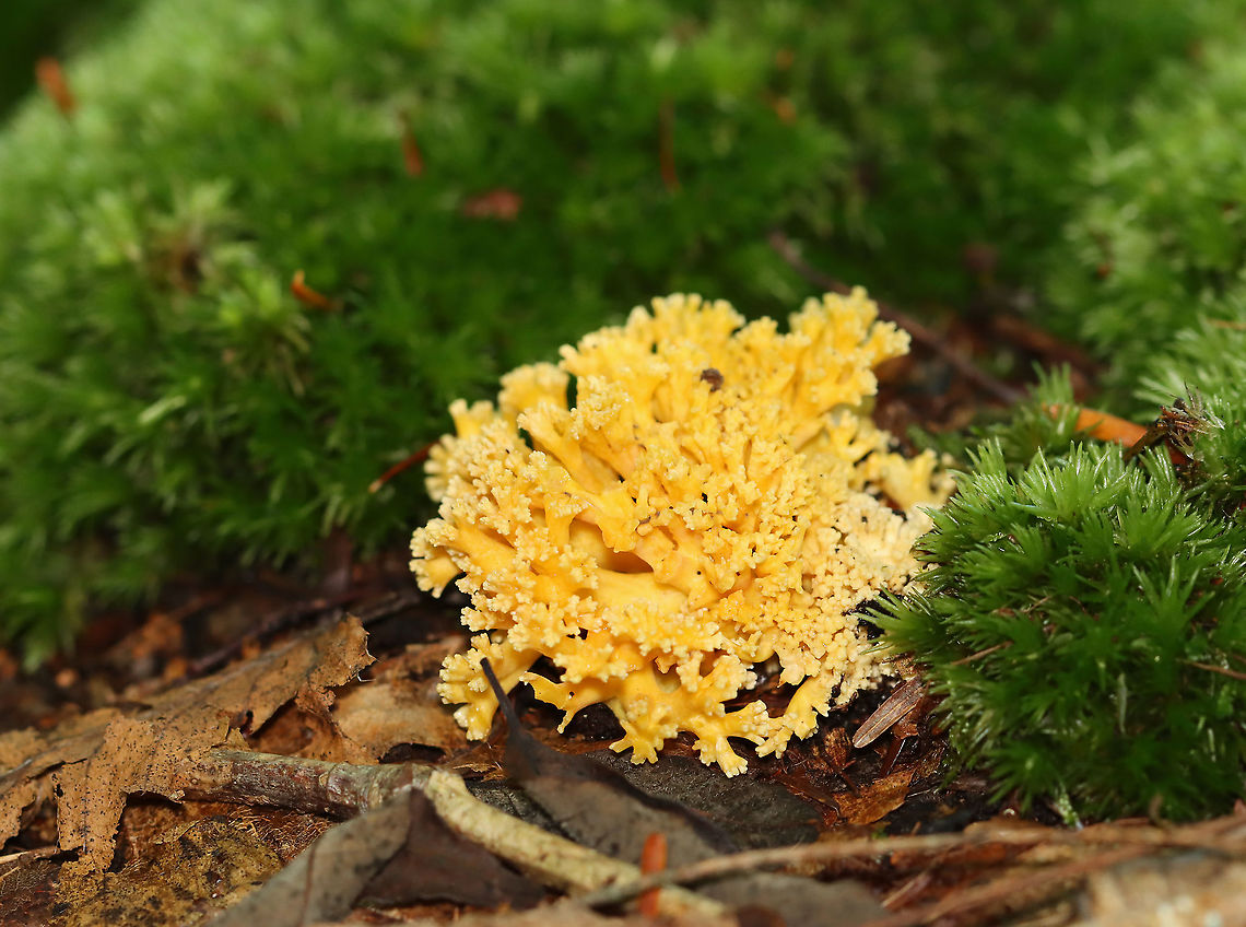 Coral Fungi - Ramaria sp. Maybe Ramaria formosa.<br />
<br />
Habitat: Growing on the ground; mostly deciduous forest Geotagged,Ramaria,Summer,United States,coral fungi,coral fungus,fungi,mushroom