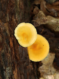 Hygrophoropsis aurantiaca Habitat: Growing on rotting wood in a mixed forest
https://www.jungledragon.com/image/111954/cantharellus_sp.html False chanterelle,Geotagged,Hygrophoropsis aurantiaca,Summer,United States,fungus,mushroom