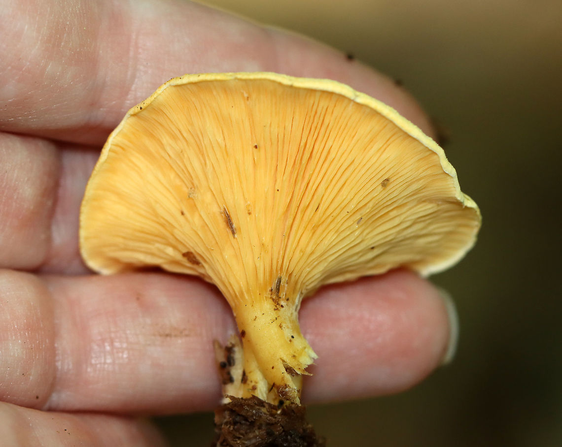 Hygrophoropsis aurantiaca Habitat: Growing on rotting wood in a mixed forest<br />
<figure class="photo"><a href="https://www.jungledragon.com/image/111953/hygrophoropsis_aurantiaca.html" title="Hygrophoropsis aurantiaca"><img src="https://s3.amazonaws.com/media.jungledragon.com/images/3232/111953_thumb.jpg?AWSAccessKeyId=05GMT0V3GWVNE7GGM1R2&Expires=1767225610&Signature=lxrDDfOvq2e%2FoHv%2BHSWDwj9RX9w%3D" width="114" height="152" alt="Hygrophoropsis aurantiaca Habitat: Growing on rotting wood in a mixed forest<br />
https://www.jungledragon.com/image/111954/cantharellus_sp.html False chanterelle,Geotagged,Hygrophoropsis aurantiaca,Summer,United States,fungus,mushroom" /></a></figure> False chanterelle,Geotagged,Hygrophoropsis aurantiaca,Summer,United States