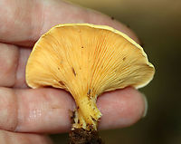 Hygrophoropsis aurantiaca Habitat: Growing on rotting wood in a mixed forest<br />
https://www.jungledragon.com/image/111953/cantharellus_sp.html False chanterelle,Geotagged,Hygrophoropsis aurantiaca,Summer,United States